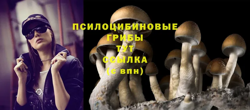 Галлюциногенные грибы Psilocybine cubensis  blacksprut сайт  Нальчик  купить наркоту 